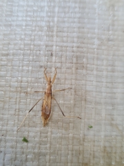 Sastrapada australica