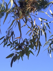 Eucalyptus gomphocephala