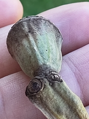 Eucalyptus gomphocephala