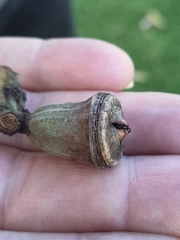 Eucalyptus gomphocephala