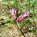 Astragalus vesicarius vesicarius - Photo Pipi69e, sin restricciones conocidas de derechos (dominio público)