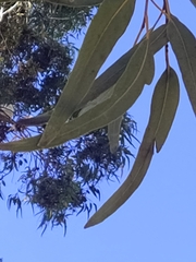 Eucalyptus gomphocephala