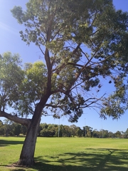 Eucalyptus gomphocephala