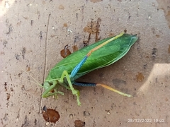 Zabalius ophthalmicus