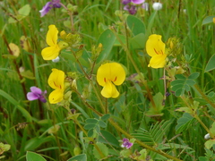 Smithia hirsuta