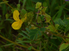 Smithia hirsuta