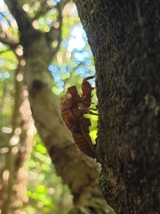 Amphipsalta zelandica