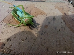 Zabalius ophthalmicus