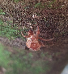 Amphipsalta zelandica