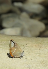 Satyrium w-album
