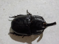 Megaceras