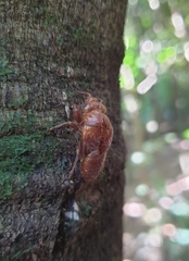 Amphipsalta zelandica