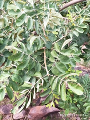 Lannea discolor