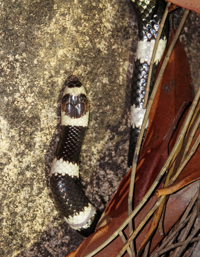 Eastern Bandy Bandy sighting