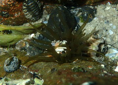 Isactinia olivacea