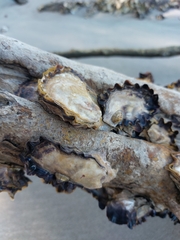 Saccostrea glomerata