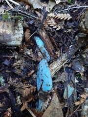 Clavogaster virescens