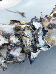 Saccostrea glomerata