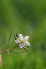 Spergularia
