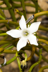 Orianthera tortuosa