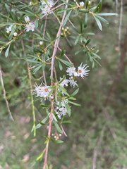 Kunzea