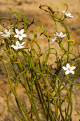 Orianthera tortuosa
