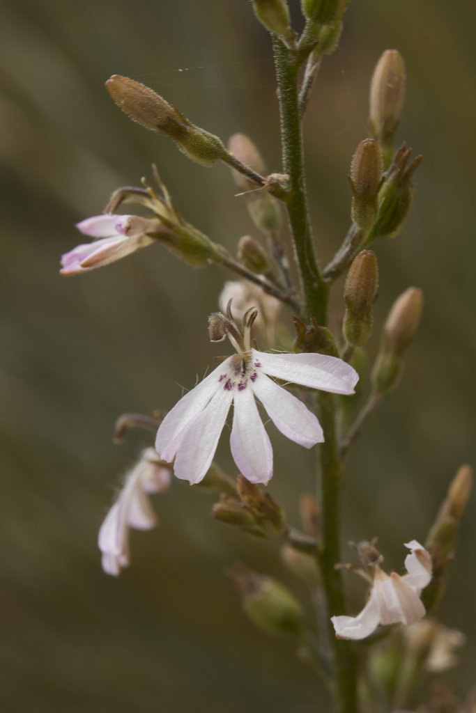 Goodenia watsonii