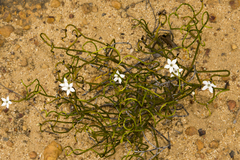 Orianthera tortuosa
