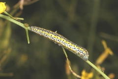 Euchloe ausonia