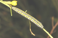 Euchloe ausonia