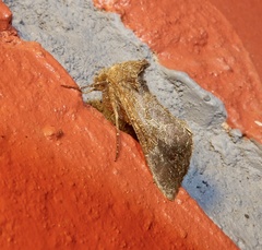 Thysanoplusia reticulata