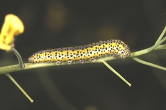 Euchloe ausonia