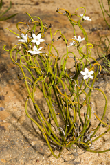 Orianthera tortuosa