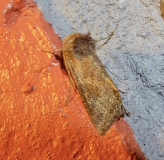 Thysanoplusia reticulata