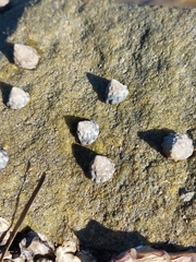 Bembicium auratum