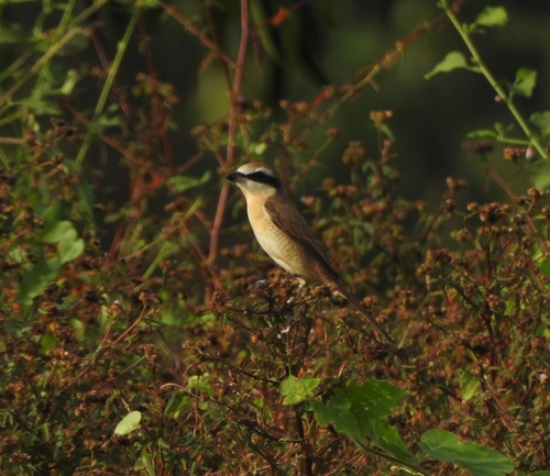 Brown Shrike (Lanius cristatus), photo 10
