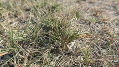 Spinifex littoreus