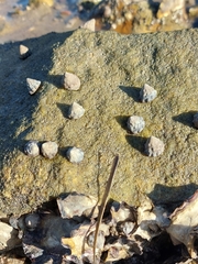 Bembicium auratum