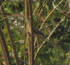 Streptopelia chinensis