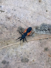 Archilestidium cinnabarinum