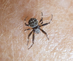 Araneus rotundulus