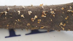 Leotiomycetes