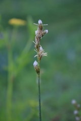 Carex bicknellii