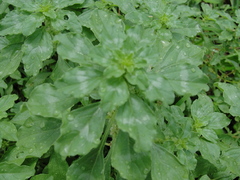 Amaranthus polygonoides
