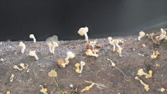 Leotiomycetes
