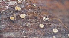 Leotiomycetes