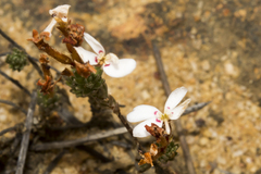 Stylidium adpressum