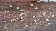 Leotiomycetes