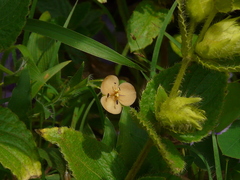 Murdannia lanuginosa