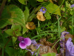 Murdannia lanuginosa